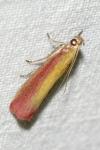 Oncocera semirubella