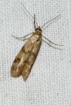 Homoeosoma sinuella