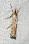 Ancylolomia tentaculella