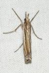 Ancylolomia tentaculella