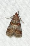 Acrobasis advenella