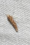 Pyroderces argyrogrammos