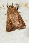 Mythimna albipuncta