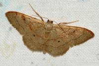Idaea rubraria