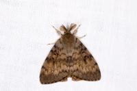 Lymantria dispar