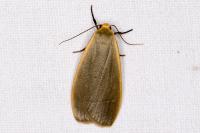 Collita griseola