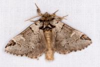 Drymonia obliterata