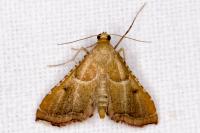 Endotricha flammealis