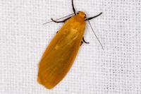 Wittia sororcula