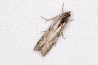 Phycitodes