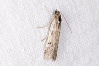 Phycitodes