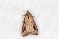 Schrankia costaestrigalis