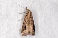 Schrankia costaestrigalis
