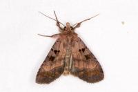 Xestia stigmatica
