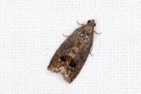 Cydia splendana