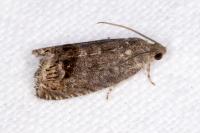 Cydia splendana