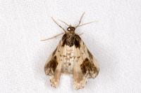 Ligdia adustata