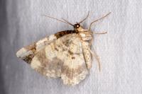 Ligdia adustata