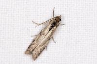 Phycitodes