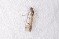 Phycitodes