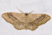 Idaea aversata