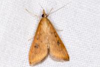 Udea ferrugalis