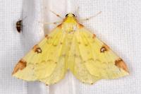 Opisthograptis luteolata