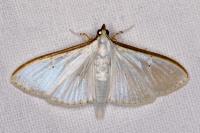 Palpita vitrealis