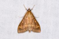 Ostrinia nubilalis