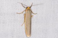 Manulea complana