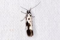 Ethmia quadrillella