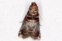 Acrobasis advenella