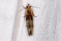 Eucosma