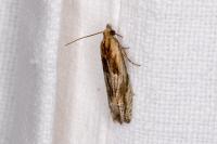 Eucosma