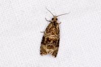 Celypha lacunana