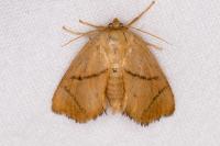 Apoda limacodes