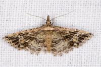 Alucita hexadactyla