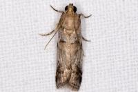 Acrobasis fallouella