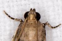 Acrobasis fallouella