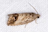 Cydia splendana