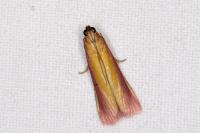 Oncocera semirubella
