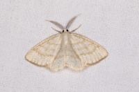 Cabera exanthemata