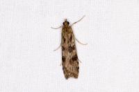 Nomophila noctuella