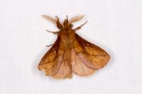 Euthrix potatoria