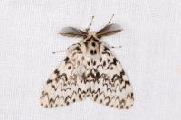 Lymantria monacha