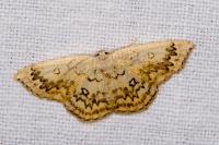 Cyclophora annularia