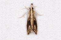 Catoptria verellus