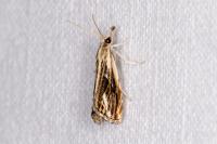 Catoptria verellus