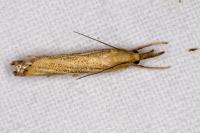 Agriphila straminella