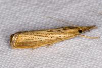 Agriphila straminella